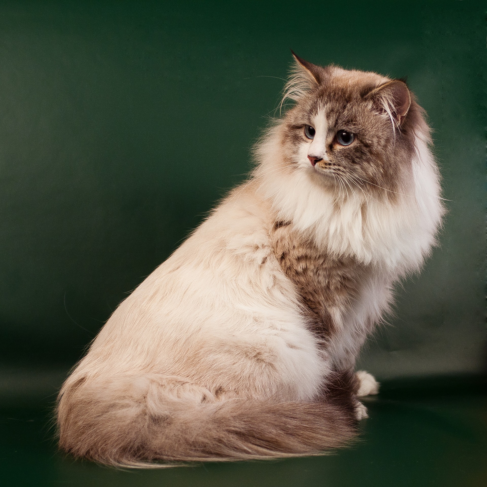 Sibiřská kočka je nejpopulárnější kočkou v Rusku.